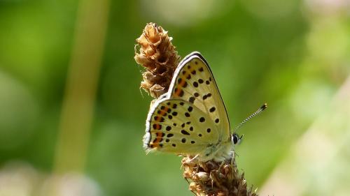 Lycaena tityrus